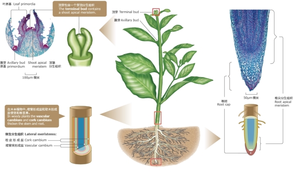 植物胚性干细胞.jpg